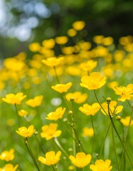 Fototapeta premium Bright yellow wildflowers in a field