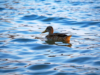 A female mallard duck floats peacefully on the slightly rippled surface of the blue sea this wildlife photo captures a quiet moment of solitude in a natural coastal habitat