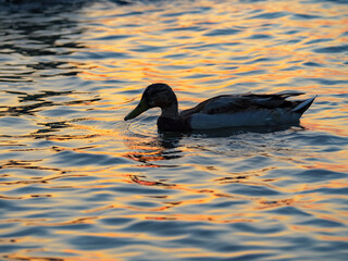 A side profile photograph of a mallard duck gliding through calm waters during a colorful sunset the golden and orange reflections create a stunning and serene backdrop
