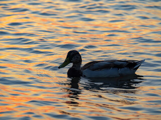 A drake or male mallard duck with its distinct green head swimming on calm water that reflects the beautiful warm colors of the evening sky creating a captivating wildlife portrait