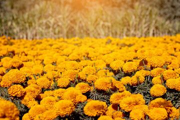 Marigold flowers blooming, a traditional element of day of the dead celebrations, create a vibrant and colorful scene