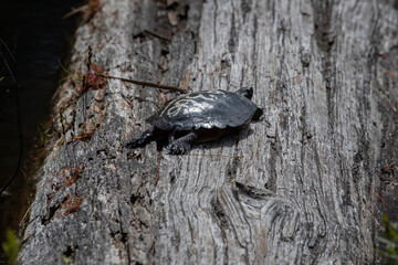 Painted Turtle Chrysemys picta with Identification Number on Shell in Algonquin Park Wildlife Photography