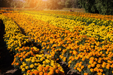 cempasuchil Rows of vibrant marigold flowers create a stunning pattern in a field, illuminated by warm sunset light. Day of the Dead flower.