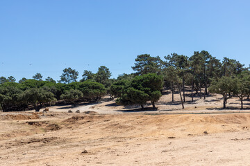 Badoca Safari Park, Portugal