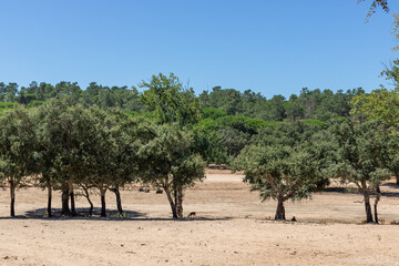 Fototapeta premium Some animals in the shade of the cork oaks, Badoca Safari Park, Portugal