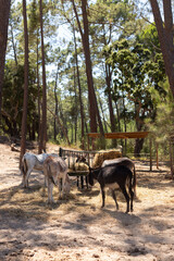 Donkeys eating straw, Badoca Safari Park, Portugal