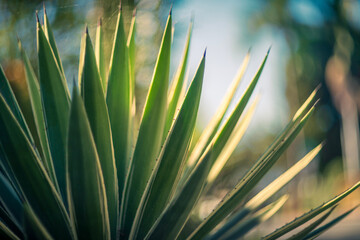 Agave cactus bush leaves closeup. Shallow DOF.