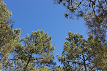 Pine tree branches against blue sky, Badoca Safari Park, Portugal