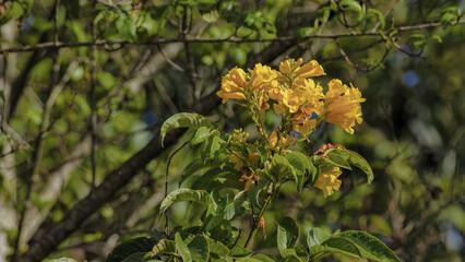 Yellow trumpetbush flowers illuminated by the sunset light, in a forest in the eastern Andean mountains of central Colombia, near the town of Villa de Leyva.