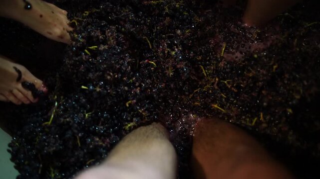pov stomping grapes
