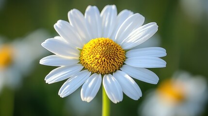 Fototapeta premium Close-up of a single, white daisy with a yellow center, softly blurred background