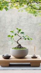 Miniature tree in pot, serene scene