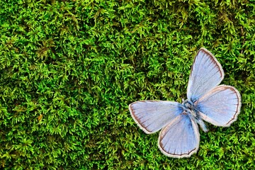 Beautiful bright wild Butterfly at green nature
