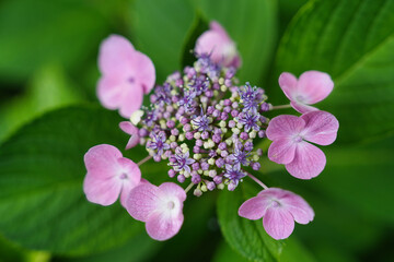 梅雨の季節に咲くガクアジサイ