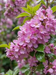 Obraz premium The blossoming weigela branches with bright flowers and fresh green leaves.Flowers and leaves damp after a rain.