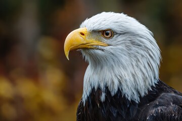 Fototapeta premium Close up of a large adult bald eagle with stunning blurred background