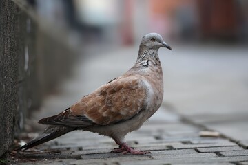Obraz premium Close view of an individual city dove walking