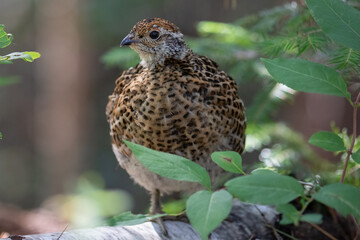 Ruffed grouse Bonasa umbellus in forest Algonquin Park wildlife bird photography