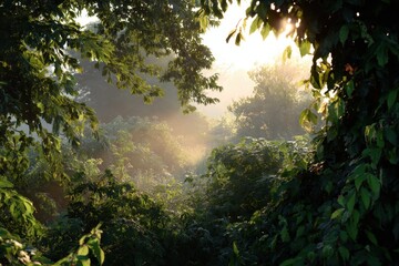Dawn Sunlight filters through the leaves