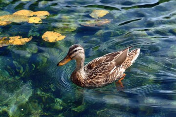 Fototapeta premium Duck gliding across the water