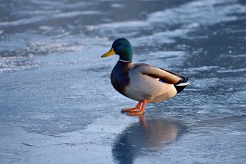 Fototapeta premium Duck on frozen surface