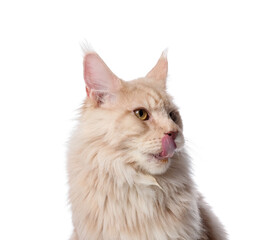 Cute Maine Coon cat on white background