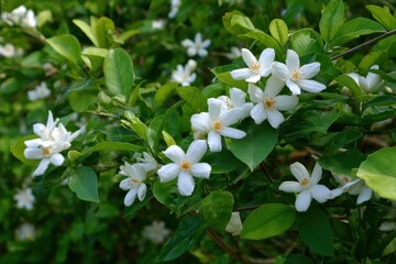 Dwarf orange jasmine with white blooms amidst green leaves