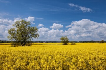 Obraz premium Fields of yellow rapeseed in rural areas