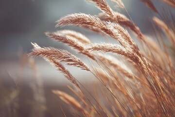 Gentle blur of grass wind affected retro style