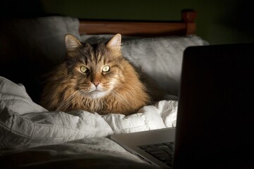 Human-like cat: a laptop adventure in the dark. Behavior politics. Cultural prohibitions that shape who we are allowed to be. Cat exploration. Hidden state laws.