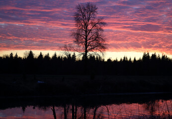 Naklejka premium Winter morning purple clouds and leafless trees