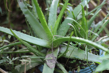 aloe vera plant in garden