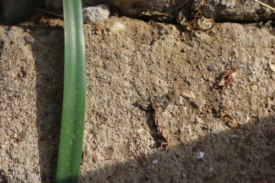 ant on the ground