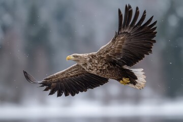 Obraz premium Raptors Adult White tailed Eagle in flight