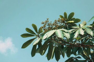 Rare Terminalia mantaly or umbrella tree against a clear sky