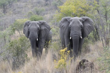 Fototapeta premium Savage elephants in Kruger Park Mpumalanga South Africa