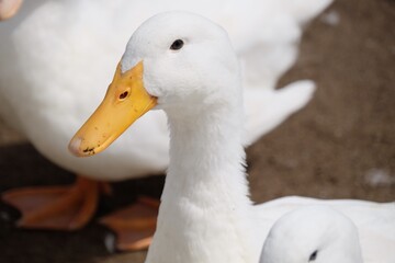 アヒルのイケメン