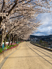 朝日に照らされた猪名川沿いの桜並木