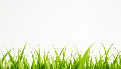 Obraz premium Fresh Green Grass Blades Growing Upward Against a Clean, Minimalist White Background, Symbolizing Growth, Spring, and Renewal