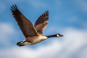 Solitary Canada Goose in a clear blue sky