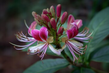 Southern Minas Gerais garden bloom