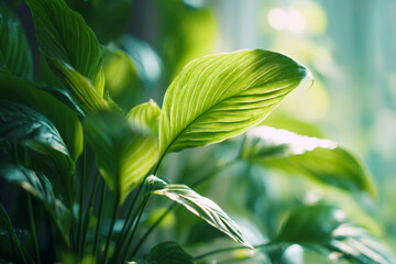 Obraz premium Elegant Indoor Scene White Curtains, Window, and Potted Plant for Calm Interior Design