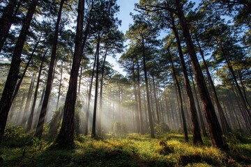 Obraz premium Thung Salaeng Luang National Park Thailand s pine woods