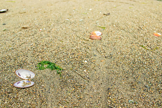 Seashells on a sandy beach with seaweed