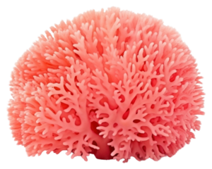 PNG Plant white background invertebrate erinaceidae.