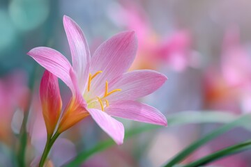 Fototapeta premium Closeup of a blurred background featuring a pink rain lily flower Zephyranthes grandiflora