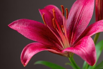 close up of a pink lily in a pot