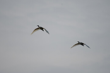 Low angle view of a two Ibis birds flight against a plain  sky, wings spread gracefully with sunlight illuminating the feathers.