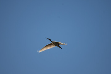 Fototapeta premium Low angle view of a Ibis bird flight against a blue sky, wings spread gracefully with sunlight illuminating the feathers.