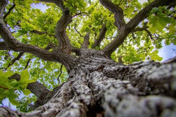 Naklejka premium gazing at a spring tree
